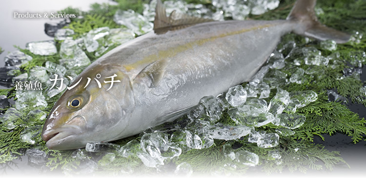 養殖魚　カンパチ