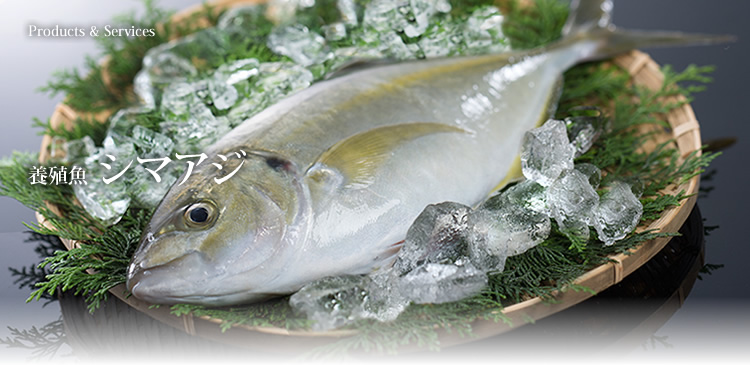 養殖魚　シマアジ