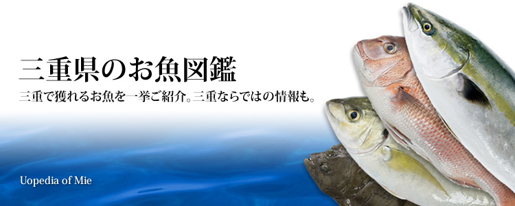 三重県のお魚図鑑　三重で獲れるお魚を一挙ご紹介。三重ならではの情報も。