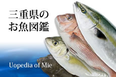 三重県のお魚図鑑