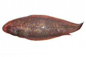 アカシタビラメ／赤舌鮃