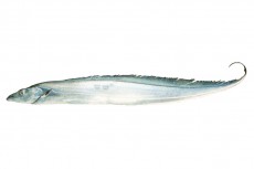 タチウオ／太刀魚