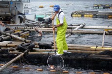 三重県 浜の声：魚類養殖漁業